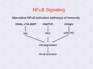 NFkB Signaling
Alternative NFkB activation pathways of immunity
CD40L, LT-B, BAFF
NIK
IkB degradation
NFkB activation
CD4/TCR
PKC
UV-light
p38-CKII
 