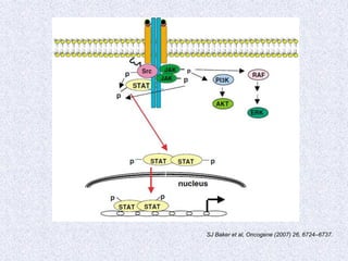 SJ Baker et al, Oncogene (2007) 26, 6724–6737.
 