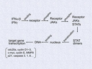 IFNa/b
IFNg
receptor
Receptor
JAKs
Receptor
JAKs
STATs
DNA
STAT
dimers
target gene
transcription nucleus
cdc25a, cyclin D1~3,
c-myc, cyclin E, MMP9
p21, caspase 3, 1, 8…
 