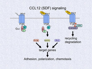 a
b
g
Gai b
a
g
PI-3K MAPK PLC
target genes
Adhesion, polarization, chemotaxis
CCL12 (SDF) signaling
p
p GRK
b-arrestin
recycling
degradation
 