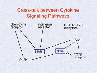 Cross-talk between Cytokine
Signaling Pathways
chemokine
receptor
interferon
receptor
IL, TLR, TNFa
receptors
STATs NFkB
PI-3K
TAK1
TGFb
receptor
 
