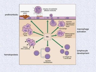 prothrombotic
macrophage
activation
hematopoiesis
lymphocyte
development
 