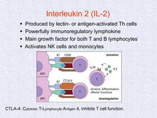 Interleukin 2 (IL-2)
 Produced by lectin- or antigen-activated Th cells
 Powerfully immunoregulatory lymphokine
 Main growth factor for both T and B lymphocytes
 Activates NK cells and monocytes
CTLA-4: Cytotoxic T-Lymphocyte Antigen 4, inhibits T cell function.
 