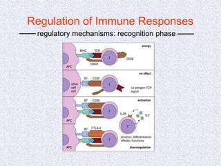Regulation of Immune Responses
regulatory mechanisms: recognition phase
 