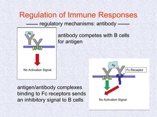 Regulation of Immune Responses
regulatory mechanisms: antibody
antibody competes with B cells
for antigen
antigen/antibody complexes
binding to Fc receptors sends
an inhibitory signal to B cells
 