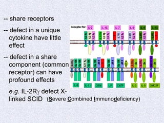 -- share receptors
-- defect in a unique
cytokine have little
effect
-- defect in a share
component (common
receptor) can have
profound effects
e.g. IL-2Rg defect X-
linked SCID (Severe Combined Immunodeficiency)
 