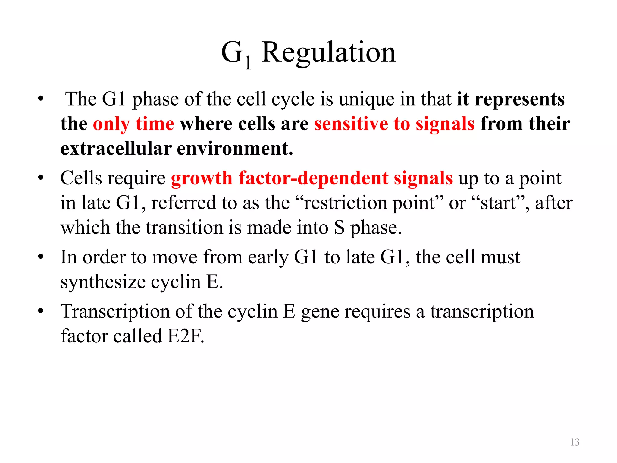 G1 Regulation
•

The G1 phase of the cell cycle is unique in that it represents
the only time where cells are sensitive to signals from their
extracellular environment.
• Cells require growth factor-dependent signals up to a point
in late G1, referred to as the “restriction point” or “start”, after
which the transition is made into S phase.
• In order to move from early G1 to late G1, the cell must
synthesize cyclin E.
• Transcription of the cyclin E gene requires a transcription
factor called E2F.

13

 