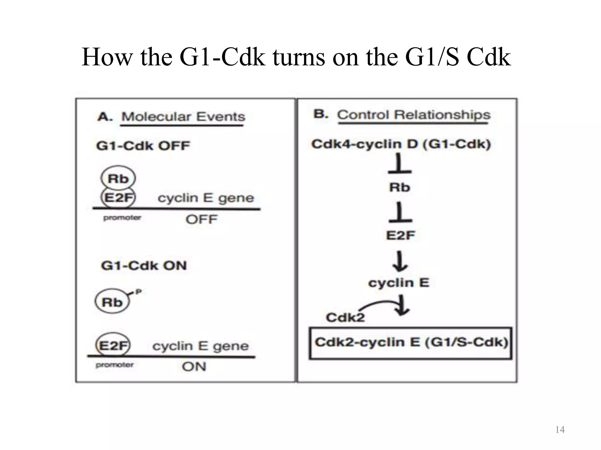 How the G1-Cdk turns on the G1/S Cdk

14

 