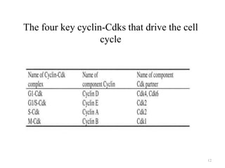 The four key cyclin-Cdks that drive the cell
cycle

12

 
