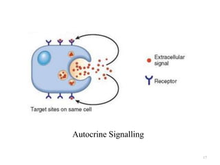 Autocrine Signalling
17

 