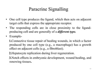Paracrine Signalling
• One cell type produces the ligand, which then acts on adjacent
target cells that express the appropriate receptor.
• The responding cells are in close proximity to the ligandproducing cell and are generally of a different type.
• Example1.Connective tissue repair of healing wounds, in which a factor
produced by one cell type (e.g., a macrophage) has a growth
effect on adjacent cells (e.g., a fibroblast).
2.Hepatocyte replication during liver regeneration.
3.Notch effects in embryonic development, wound healing, and
renewing tissues.
18

 