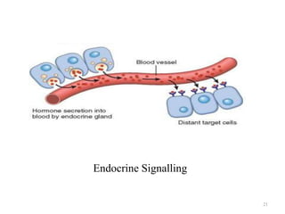 Endocrine Signalling

21

 