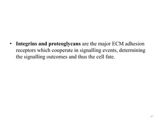 • Integrins and proteoglycans are the major ECM adhesion
receptors which cooperate in signalling events, determining
the signalling outcomes and thus the cell fate.

47

 