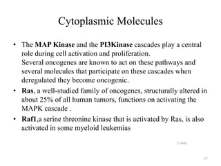 Cytoplasmic Molecules
• The MAP Kinase and the PI3Kinase cascades play a central
role during cell activation and proliferation.
Several oncogenes are known to act on these pathways and
several molecules that participate on these cascades when
deregulated they become oncogenic.
• Ras, a well-studied family of oncogenes, structurally altered in
about 25% of all human tumors, functions on activating the
MAPK cascade .
• Raf1,a serine threonine kinase that is activated by Ras, is also
activated in some myeloid leukemias
Contd.

57

 