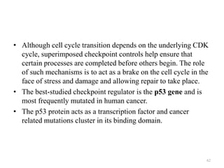 • Although cell cycle transition depends on the underlying CDK
cycle, superimposed checkpoint controls help ensure that
certain processes are completed before others begin. The role
of such mechanisms is to act as a brake on the cell cycle in the
face of stress and damage and allowing repair to take place.
• The best-studied checkpoint regulator is the p53 gene and is
most frequently mutated in human cancer.
• The p53 protein acts as a transcription factor and cancer
related mutations cluster in its binding domain.

62

 