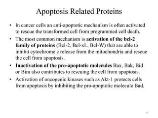 Apoptosis Related Proteins
• In cancer cells an anti-apoptotic mechanism is often activated
to rescue the transformed cell from programmed cell death.
• The most common mechanism is activation of the bcl-2
family of proteins (Bcl-2, Bcl-xL, Bcl-W) that are able to
inhibit cytochrome c release from the mitochondria and rescue
the cell from apoptosis.
• Inactivation of the pro-apoptotic molecules Bax, Bak, Bid
or Bim also contributes to rescuing the cell from apoptosis.
• Activation of oncogenic kinases such as Akt-1 protects cells
from apoptosis by inhibiting the pro-apoptotic molecule Bad.

63

 