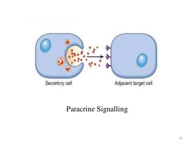 What is paracrine signaling?