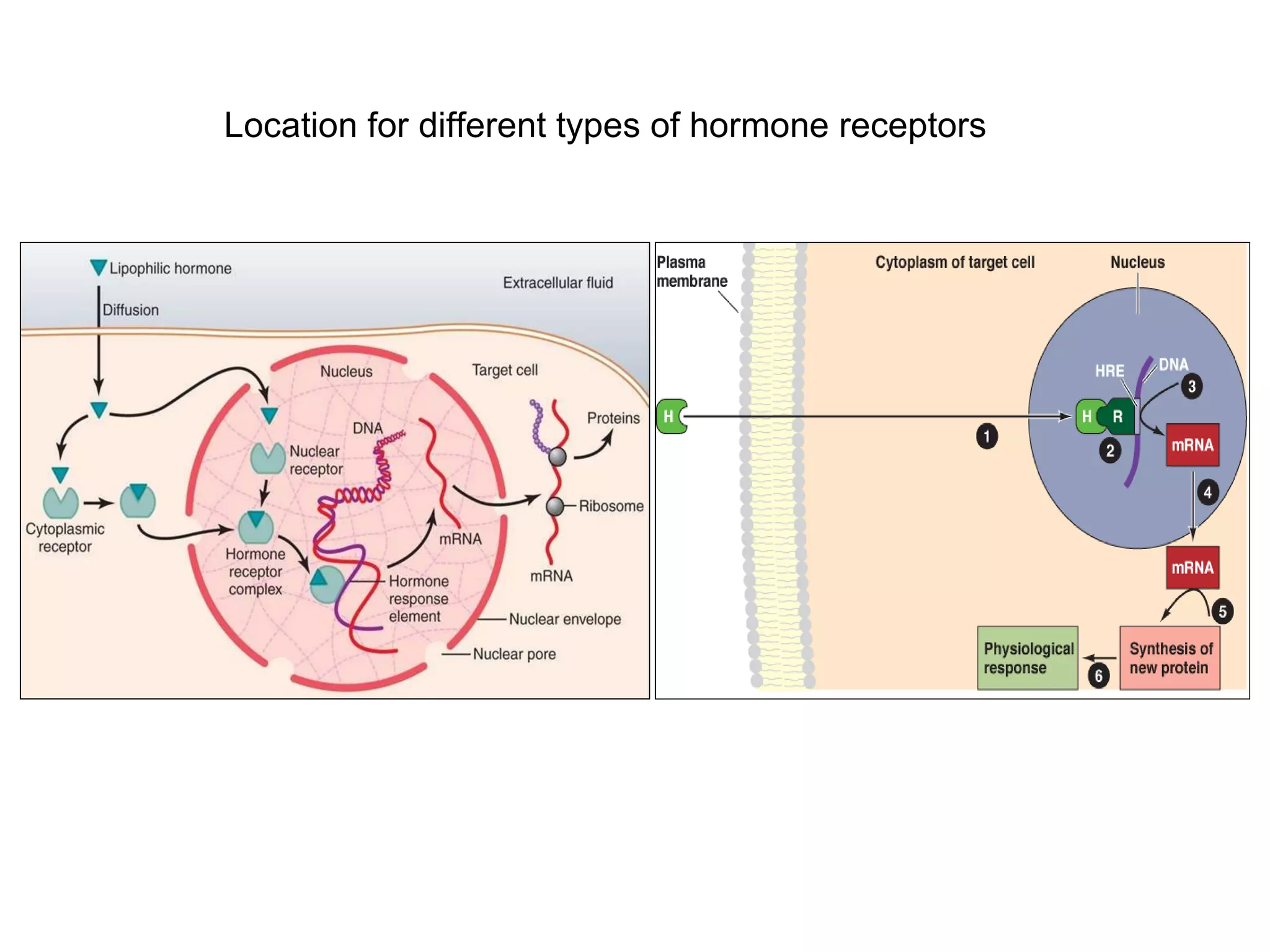 Hormone Signalling Signalling mechanism of hormones and neuroendocrine | PPT