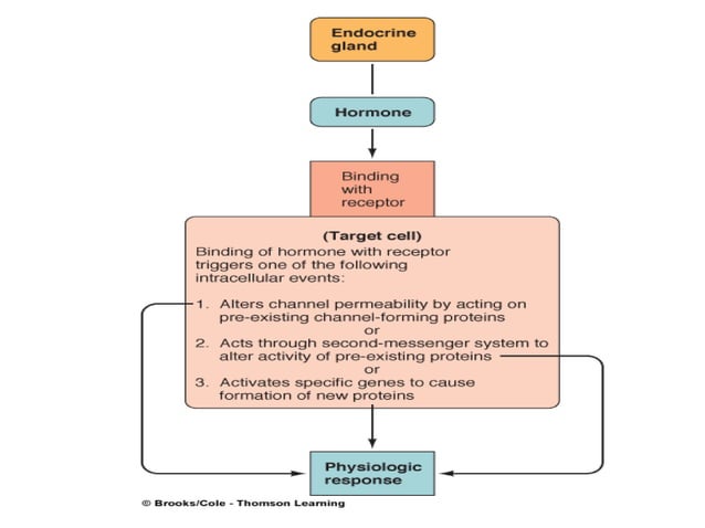Signalling mechanism of hormones and neuroendocrine | PPT