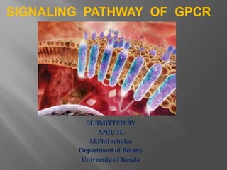 SUBMITTED BY
ANJU H.
M.Phil scholar
Department of Botany
University of Kerala
SIGNALING PATHWAY OF GPCR
 