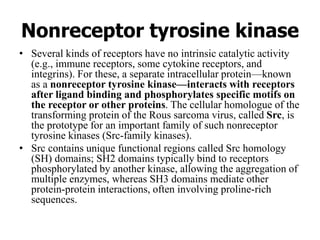 Nonreceptor tyrosine kinase
• Several kinds of receptors have no intrinsic catalytic activity
(e.g., immune receptors, some cytokine receptors, and
integrins). For these, a separate intracellular protein—known
as a nonreceptor tyrosine kinase—interacts with receptors
after ligand binding and phosphorylates specific motifs on
the receptor or other proteins. The cellular homologue of the
transforming protein of the Rous sarcoma virus, called Src, is
the prototype for an important family of such nonreceptor
tyrosine kinases (Src-family kinases).
• Src contains unique functional regions called Src homology
(SH) domains; SH2 domains typically bind to receptors
phosphorylated by another kinase, allowing the aggregation of
multiple enzymes, whereas SH3 domains mediate other
protein-protein interactions, often involving proline-rich
sequences.
 
