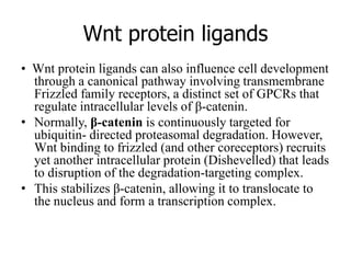 Wnt protein ligands
• Wnt protein ligands can also influence cell development
through a canonical pathway involving transmembrane
Frizzled family receptors, a distinct set of GPCRs that
regulate intracellular levels of β-catenin.
• Normally, β-catenin is continuously targeted for
ubiquitin- directed proteasomal degradation. However,
Wnt binding to frizzled (and other coreceptors) recruits
yet another intracellular protein (Dishevelled) that leads
to disruption of the degradation-targeting complex.
• This stabilizes β-catenin, allowing it to translocate to
the nucleus and form a transcription complex.
 