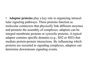 • Adaptor proteins play a key role in organizing intracel-
lular signaling pathways. These proteins function as
molecular connectors that physically link different enzymes
and promote the assembly of complexes; adaptors can be
integral membrane proteins or cytosolic proteins. A typical
adaptor contains specific domains (e.g., SH2 or SH3) that
mediate protein-protein interactions. By influencing which
proteins are recruited to signaling complexes, adaptors can
determine downstream signaling events.
 