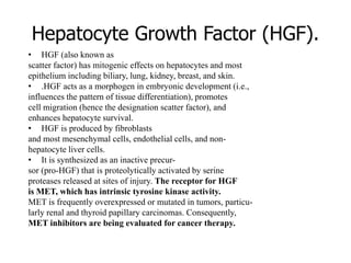 Hepatocyte Growth Factor (HGF).
• HGF (also known as
scatter factor) has mitogenic effects on hepatocytes and most
epithelium including biliary, lung, kidney, breast, and skin.
• .HGF acts as a morphogen in embryonic development (i.e.,
influences the pattern of tissue differentiation), promotes
cell migration (hence the designation scatter factor), and
enhances hepatocyte survival.
• HGF is produced by fibroblasts
and most mesenchymal cells, endothelial cells, and non-
hepatocyte liver cells.
• It is synthesized as an inactive precur-
sor (pro-HGF) that is proteolytically activated by serine
proteases released at sites of injury. The receptor for HGF
is MET, which has intrinsic tyrosine kinase activity.
MET is frequently overexpressed or mutated in tumors, particu-
larly renal and thyroid papillary carcinomas. Consequently,
MET inhibitors are being evaluated for cancer therapy.
 