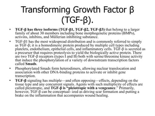 Transforming Growth Factor β
(TGF-β).
• TGF-β has three isoforms (TGF-β1, TGF-β2, TGF-β3) that belong to a larger
family of about 30 members including bone morphogenetic proteins (BMPs),
activins, inhibins, and Müllerian inhibiting substance.
• TGF-β1 has the most widespread distribution and is commonly referred to simply
as TGF-β; it is a homodimeric protein produced by multiple cell types including
platelets, endothelium, epithelial cells, and inflammatory cells. TGF-β is secreted as
a precursor that requires proteolysis to yield the biologically active protein. There
are two TGF-β receptors (types I and II) both with serine/threonine kinase activity
that induce the phosphorylation of a variety of downstream transcription factors
called Smads.
• Phosphorylated Smads form heterodimers, allowing nuclear translocation and
association with other DNA-binding proteins to activate or inhibit gene
transcription.
• TGF-β signaling has multiple—and often opposing—effects, depending on the
tissue type and any concurrent signals. Agents with such multiplicity of effects are
called pleiotropic, and TGF-β is “pleiotropic with a vengeance.” Primarily,
however, TGF-β can be conceptual- ized as driving scar formation and putting a
brake on the inflammation that accompanies wound healing.
 