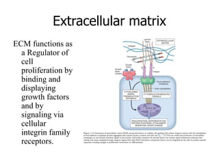 Extracellular matrix
ECM functions as
a Regulator of
cell
proliferation by
binding and
displaying
growth factors
and by
signaling via
cellular
integrin family
receptors.
 