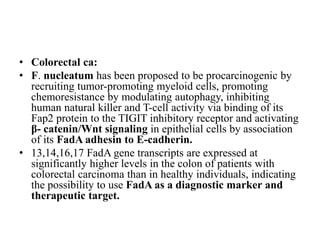 • Colorectal ca:
• F. nucleatum has been proposed to be procarcinogenic by
recruiting tumor-promoting myeloid cells, promoting
chemoresistance by modulating autophagy, inhibiting
human natural killer and T-cell activity via binding of its
Fap2 protein to the TIGIT inhibitory receptor and activating
β- catenin/Wnt signaling in epithelial cells by association
of its FadA adhesin to E-cadherin.
• 13,14,16,17 FadA gene transcripts are expressed at
significantly higher levels in the colon of patients with
colorectal carcinoma than in healthy individuals, indicating
the possibility to use FadA as a diagnostic marker and
therapeutic target.
 