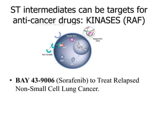 ST intermediates can be targets for
anti-cancer drugs: KINASES (RAF)
• BAY 43-9006 (Sorafenib) to Treat Relapsed
Non-Small Cell Lung Cancer.
 