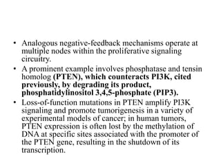 • Analogous negative-feedback mechanisms operate at
multiple nodes within the proliferative signaling
circuitry.
• A prominent example involves phosphatase and tensin
homolog (PTEN), which counteracts PI3K, cited
previously, by degrading its product,
phosphatidylinositol 3,4,5-phosphate (PIP3).
• Loss-of-function mutations in PTEN amplify PI3K
signaling and promote tumorigenesis in a variety of
experimental models of cancer; in human tumors,
PTEN expression is often lost by the methylation of
DNA at specific sites associated with the promoter of
the PTEN gene, resulting in the shutdown of its
transcription.
 