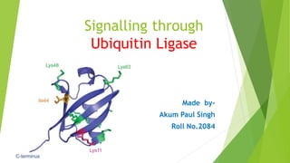 Signalling through
Ubiquitin Ligase
Made by-
Akum Paul Singh
Roll No.2084
 