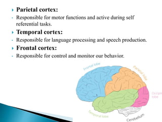  Parietal cortex:
• Responsible for motor functions and active during self
referential tasks.
 Temporal cortex:
• Responsible for language processing and speech production.
 Frontal cortex:
• Responsible for control and monitor our behavior.
 