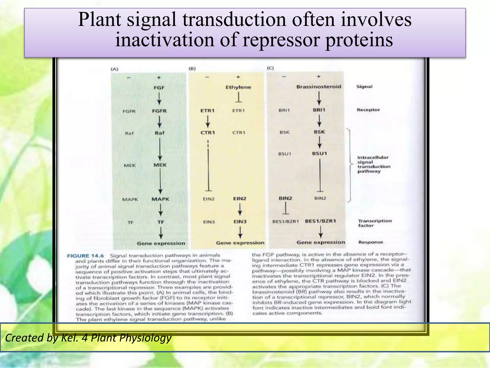 Plant signal transduction often involves
inactivation of repressor proteins
Created by Kel. 4 Plant Physiology
 