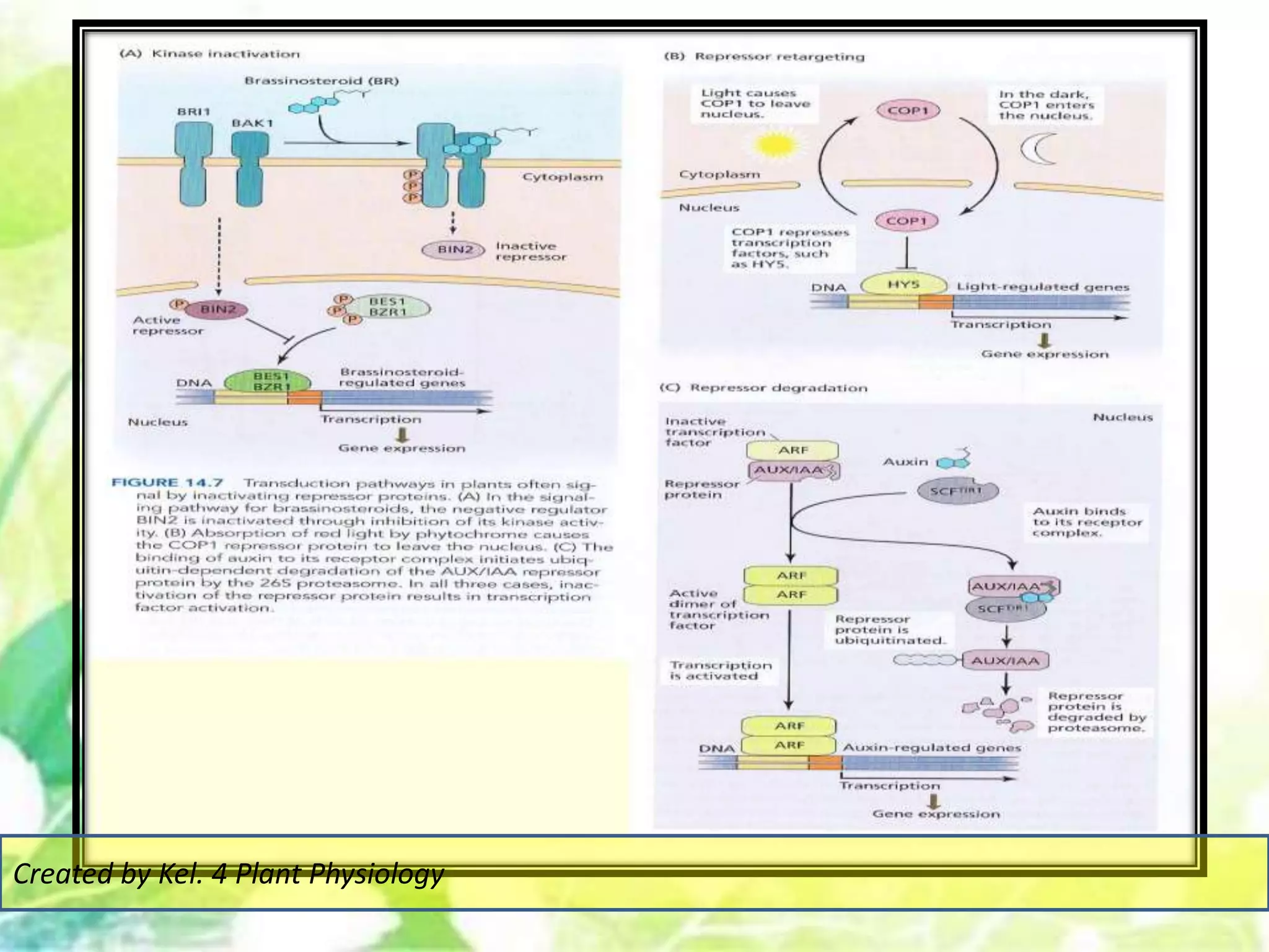 Created by Kel. 4 Plant Physiology
 
