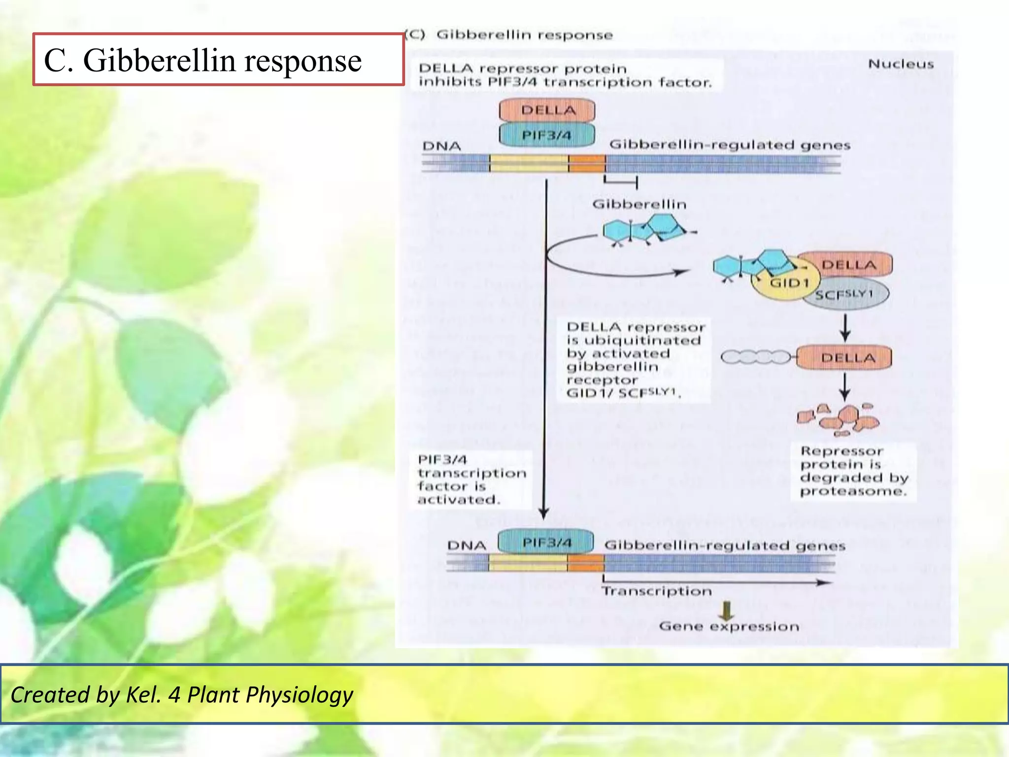 C. Gibberellin response
Created by Kel. 4 Plant Physiology
 