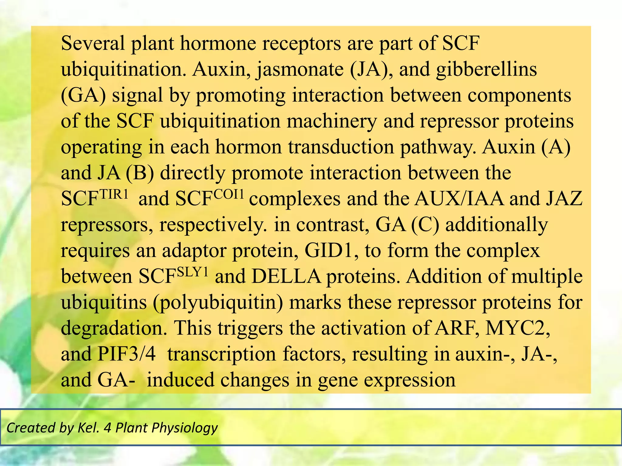 Several plant hormone receptors are part of SCF
ubiquitination. Auxin, jasmonate (JA), and gibberellins
(GA) signal by promoting interaction between components
of the SCF ubiquitination machinery and repressor proteins
operating in each hormon transduction pathway. Auxin (A)
and JA (B) directly promote interaction between the
SCFTIR1 and SCFCOI1 complexes and the AUX/IAA and JAZ
repressors, respectively. in contrast, GA (C) additionally
requires an adaptor protein, GID1, to form the complex
between SCFSLY1 and DELLA proteins. Addition of multiple
ubiquitins (polyubiquitin) marks these repressor proteins for
degradation. This triggers the activation of ARF, MYC2,
and PIF3/4 transcription factors, resulting in auxin-, JA-,
and GA- induced changes in gene expression
Created by Kel. 4 Plant Physiology
 