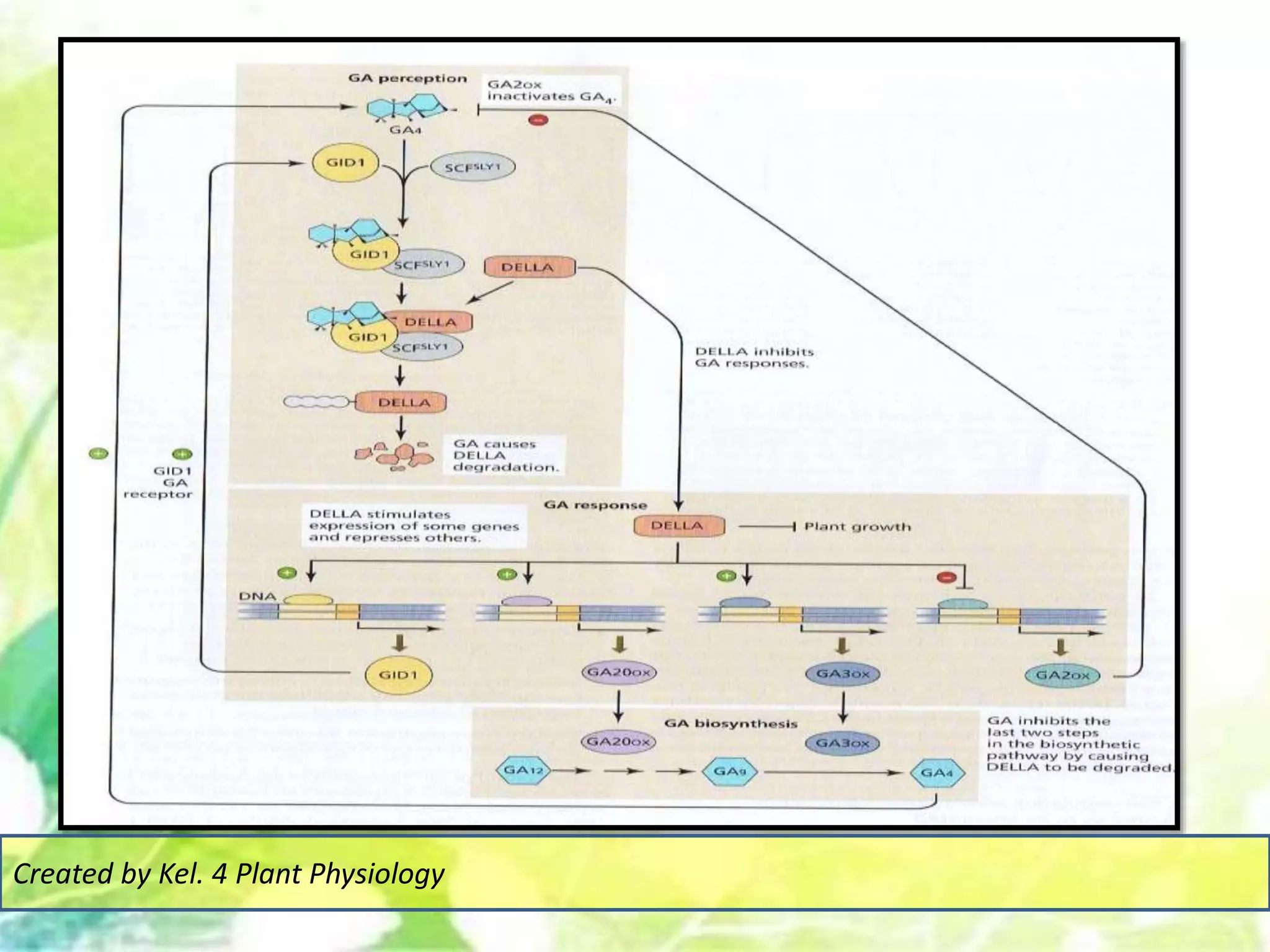 Created by Kel. 4 Plant Physiology
 