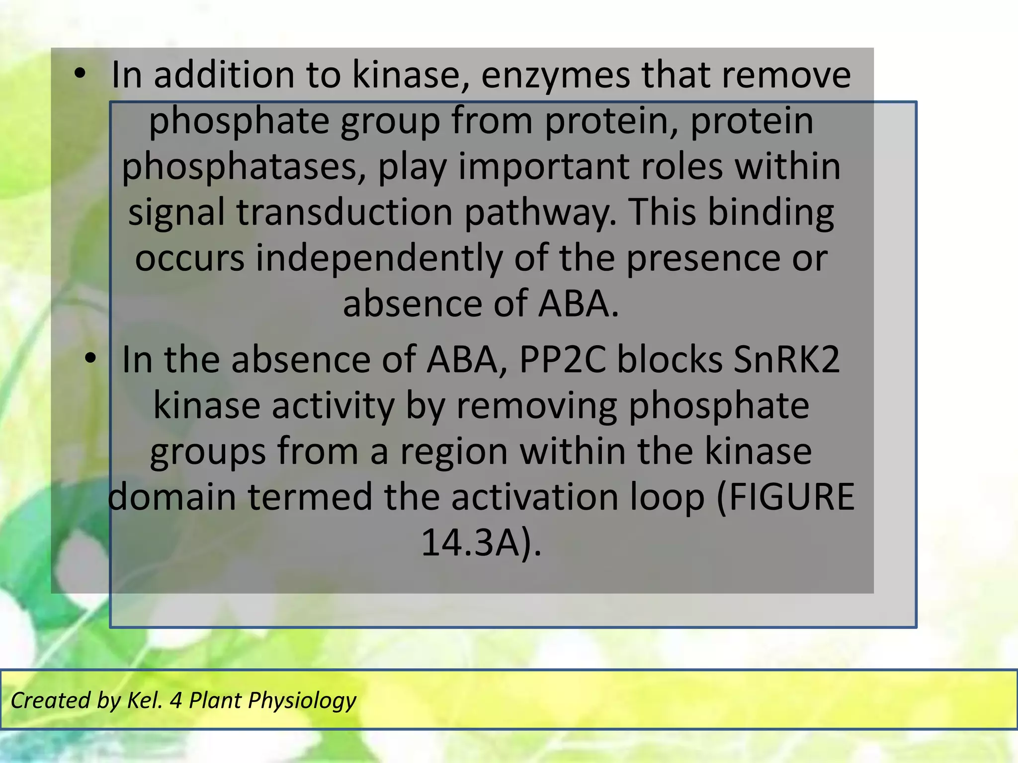 • In addition to kinase, enzymes that remove
phosphate group from protein, protein
phosphatases, play important roles within
signal transduction pathway. This binding
occurs independently of the presence or
absence of ABA.
• In the absence of ABA, PP2C blocks SnRK2
kinase activity by removing phosphate
groups from a region within the kinase
domain termed the activation loop (FIGURE
14.3A).
Created by Kel. 4 Plant Physiology
 