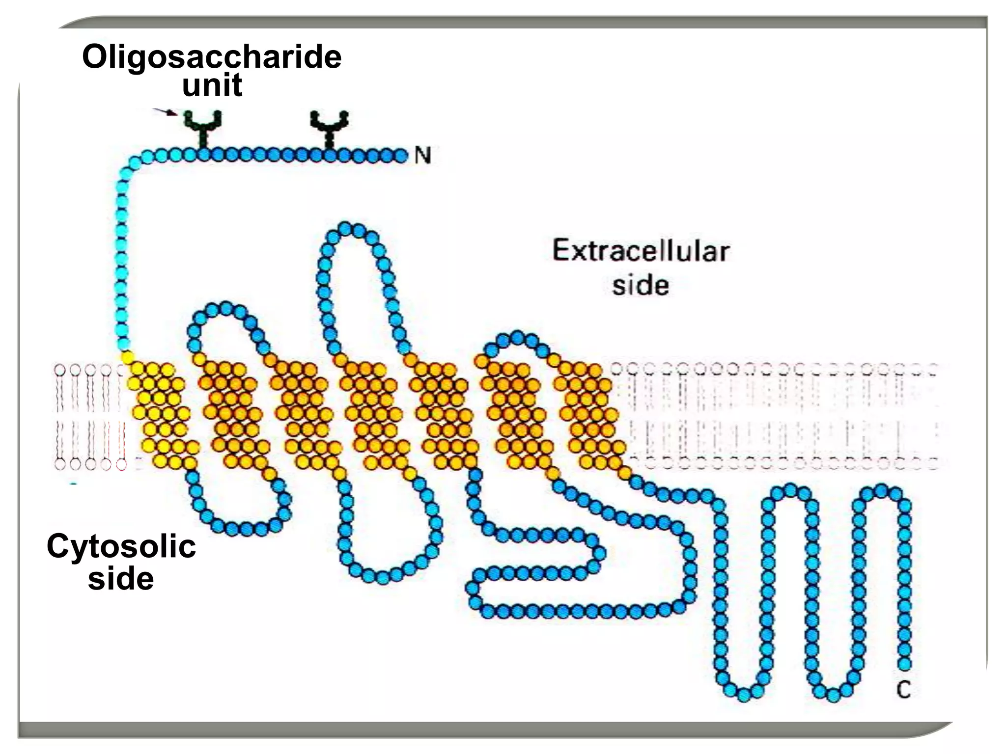 Cytosolic
side
Oligosaccharide
unit
 