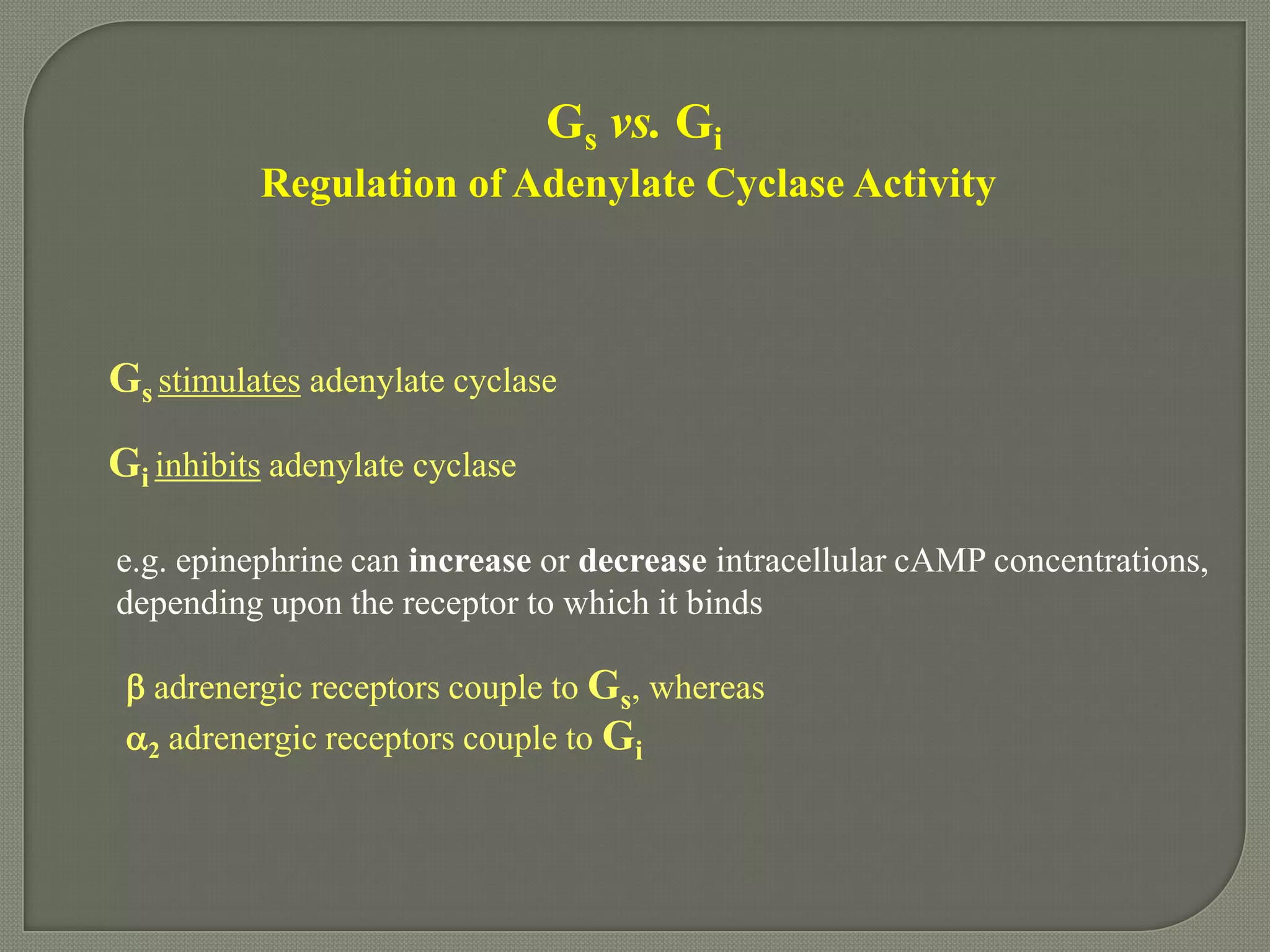 Gs vs. Gi
Regulation of Adenylate Cyclase Activity
Gs stimulates adenylate cyclase
Gi inhibits adenylate cyclase
e.g. epinephrine can increase or decrease intracellular cAMP concentrations,
depending upon the receptor to which it binds
 adrenergic receptors couple to Gs, whereas
2 adrenergic receptors couple to Gi
 