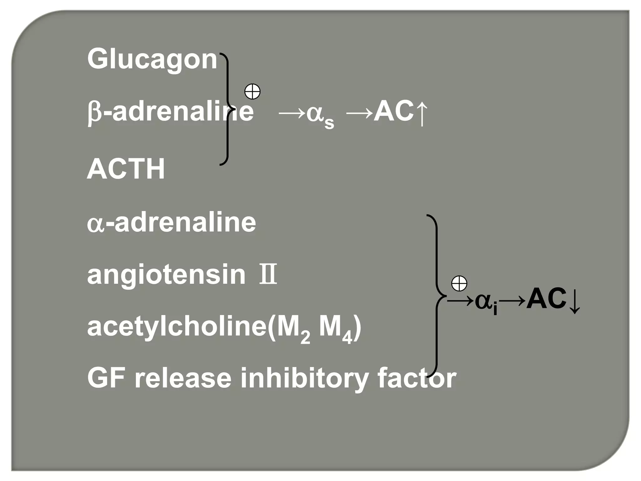 Glucagon
-adrenaline →s →AC↑
ACTH
-adrenaline
angiotensin Ⅱ
acetylcholine(M2 M4)
GF release inhibitory factor
→i→AC↓
 