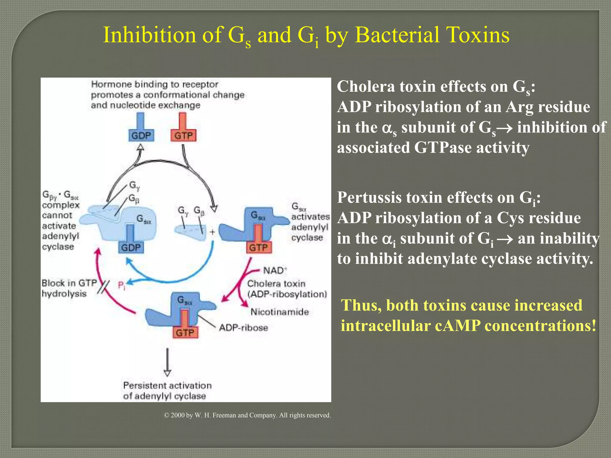 Inhibition of Gs and Gi by Bacterial Toxins
Cholera toxin effects on Gs:
ADP ribosylation of an Arg residue
in the s subunit of Gs inhibition of
associated GTPase activity
Pertussis toxin effects on Gi:
ADP ribosylation of a Cys residue
in the i subunit of Gi  an inability
to inhibit adenylate cyclase activity.
Thus, both toxins cause increased
intracellular cAMP concentrations!
© 2000 by W. H. Freeman and Company. All rights reserved.
 