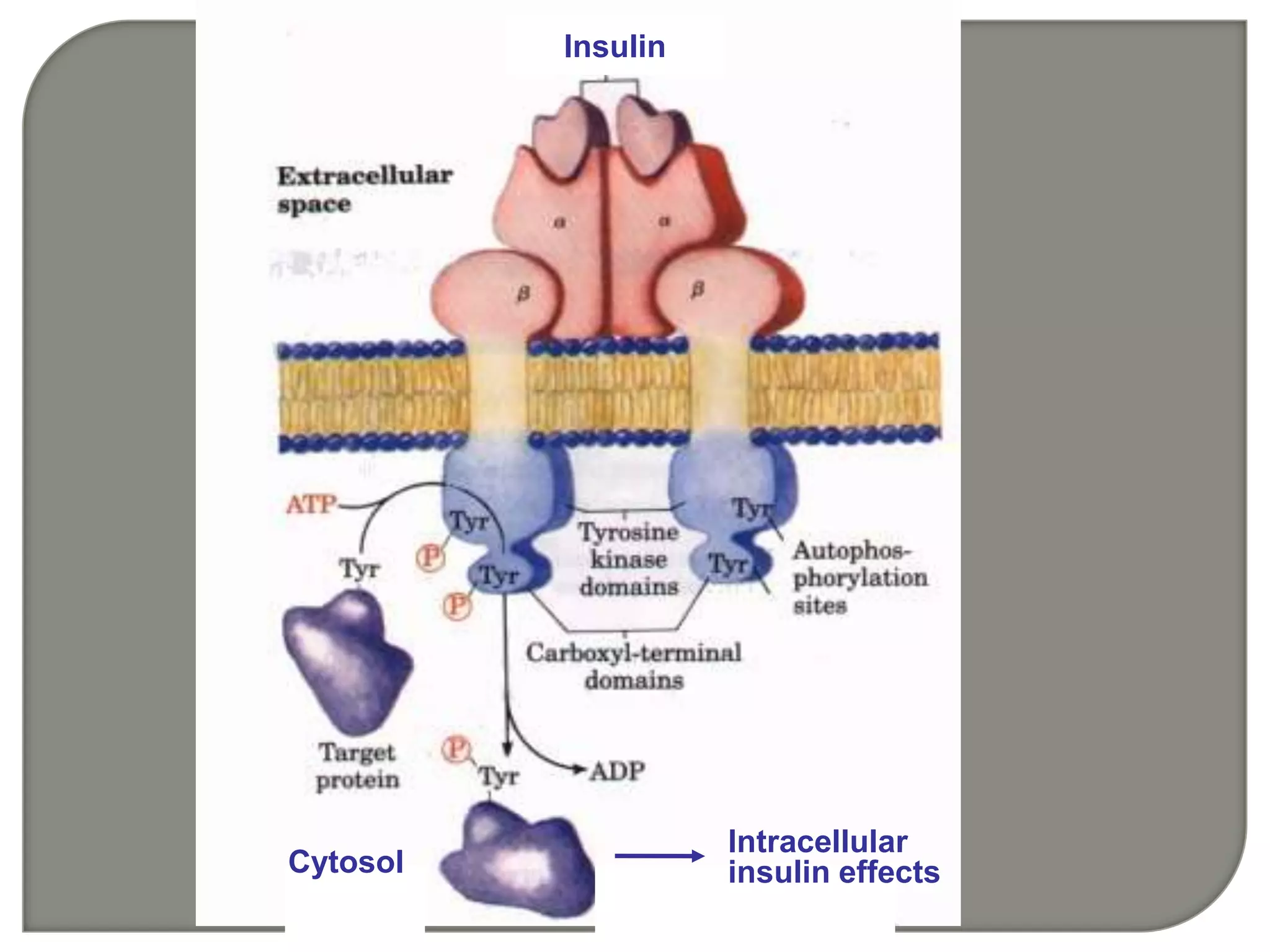 Intracellular
insulin effectsCytosol
Insulin
 