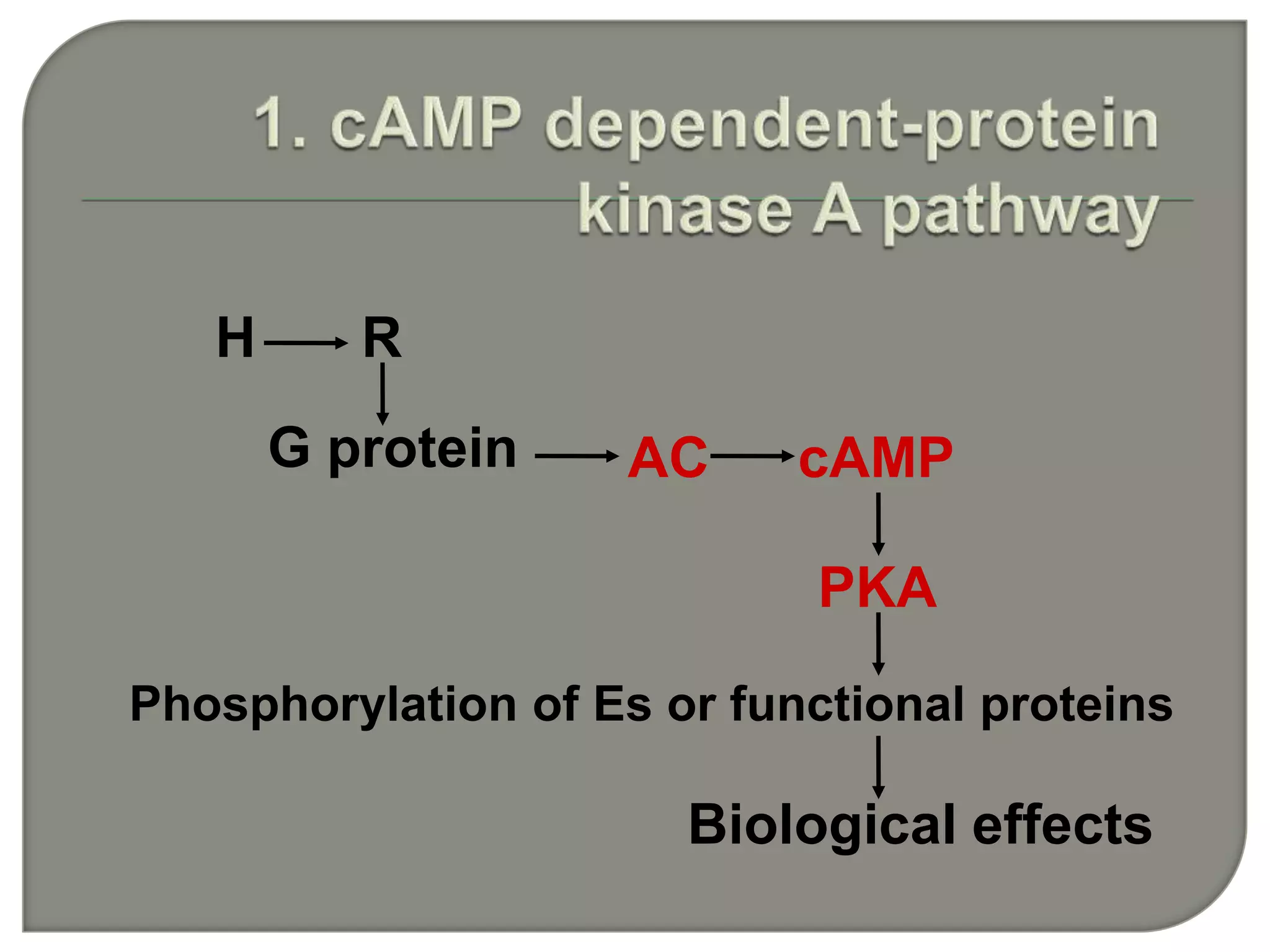 H R
G protein
Phosphorylation of Es or functional proteins
Biological effects
PKA
cAMPAC
 