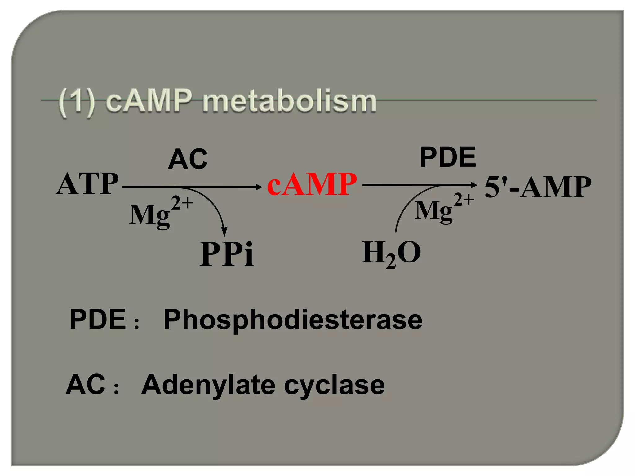 ATP
Mg2+
PPi
cAMP
H2O
Mg2+ 5'-AMP
AC PDE
AC： Adenylate cyclase
PDE： Phosphodiesterase
 