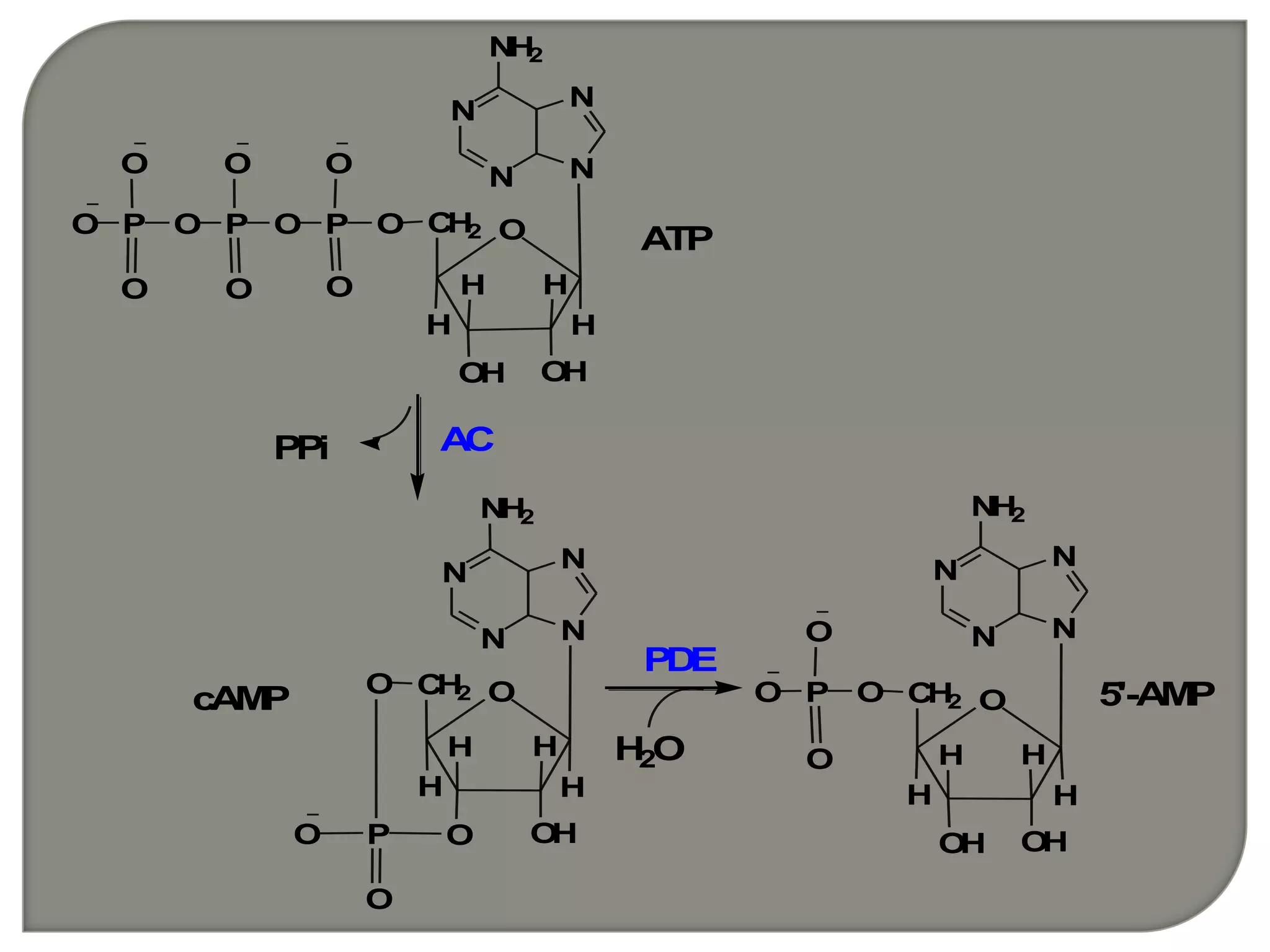 PDE
H2O
N
N N
N
NH2
O
H
OHOH
CH2
H
H H
OPO
O
O
PO
O
O
P
O
O
O
ATP
ACPPi
N
N N
N
NH2
O
H
OHO
CH2
H
H H
O
PO
O
cAMP
N
N N
N
NH2
O
H
OHOH
CH2
H
H H
OPO
O
O
5'-AMP
 
