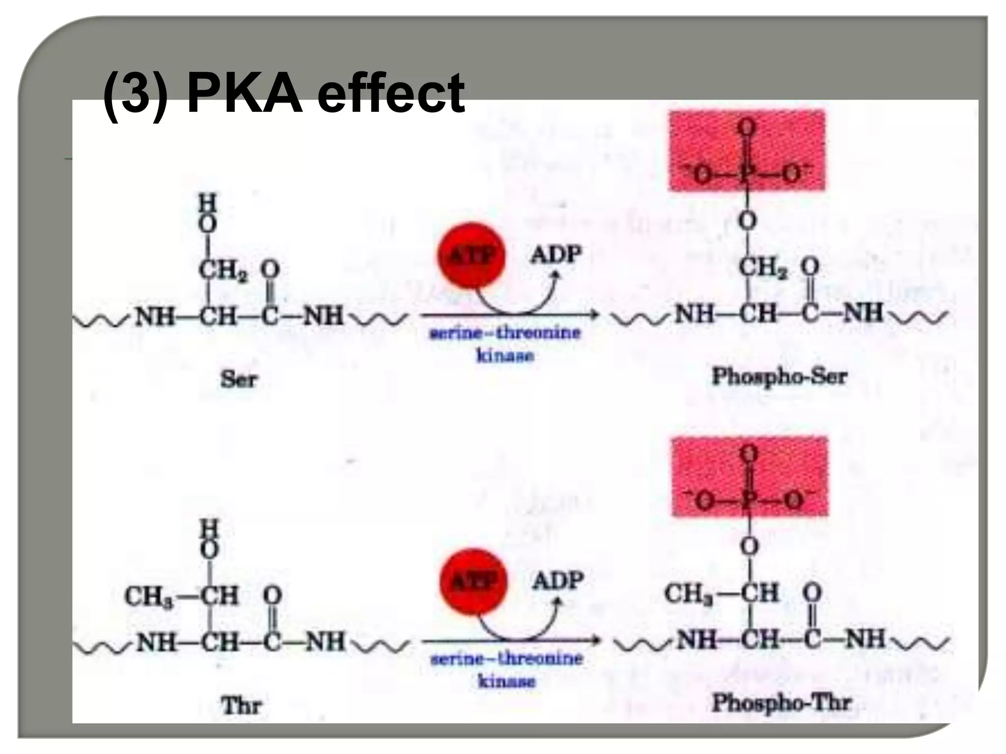 (3) PKA effect
 
